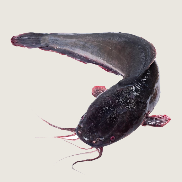 Frozen Catfish