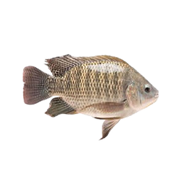 Frozen Tilapia fish