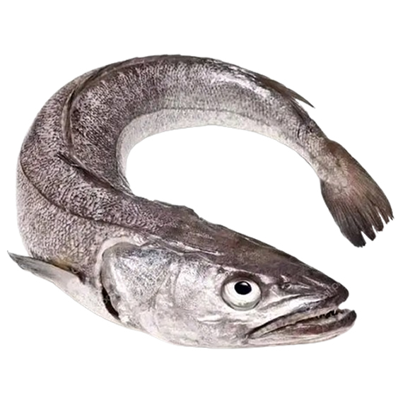 Whiting fish
