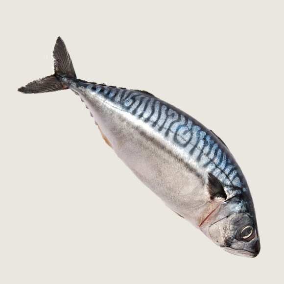 Mackerel fish