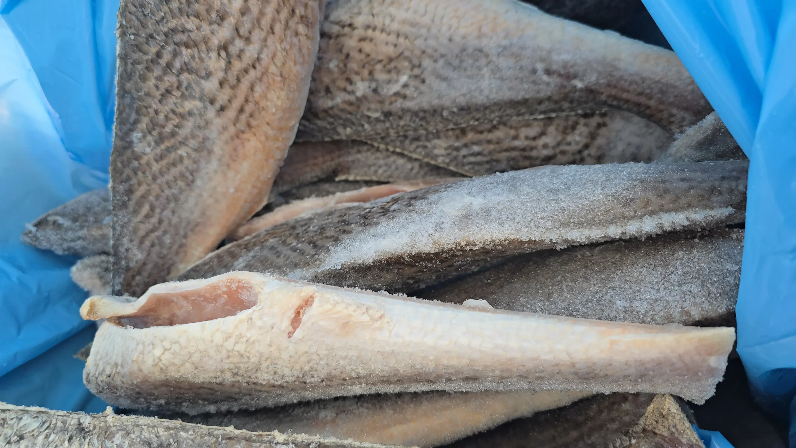 Croaker Fish